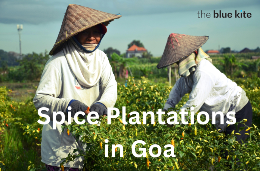 Exploring Spice Plantations in Goa: Activities to Unleash Your Inner Botanist